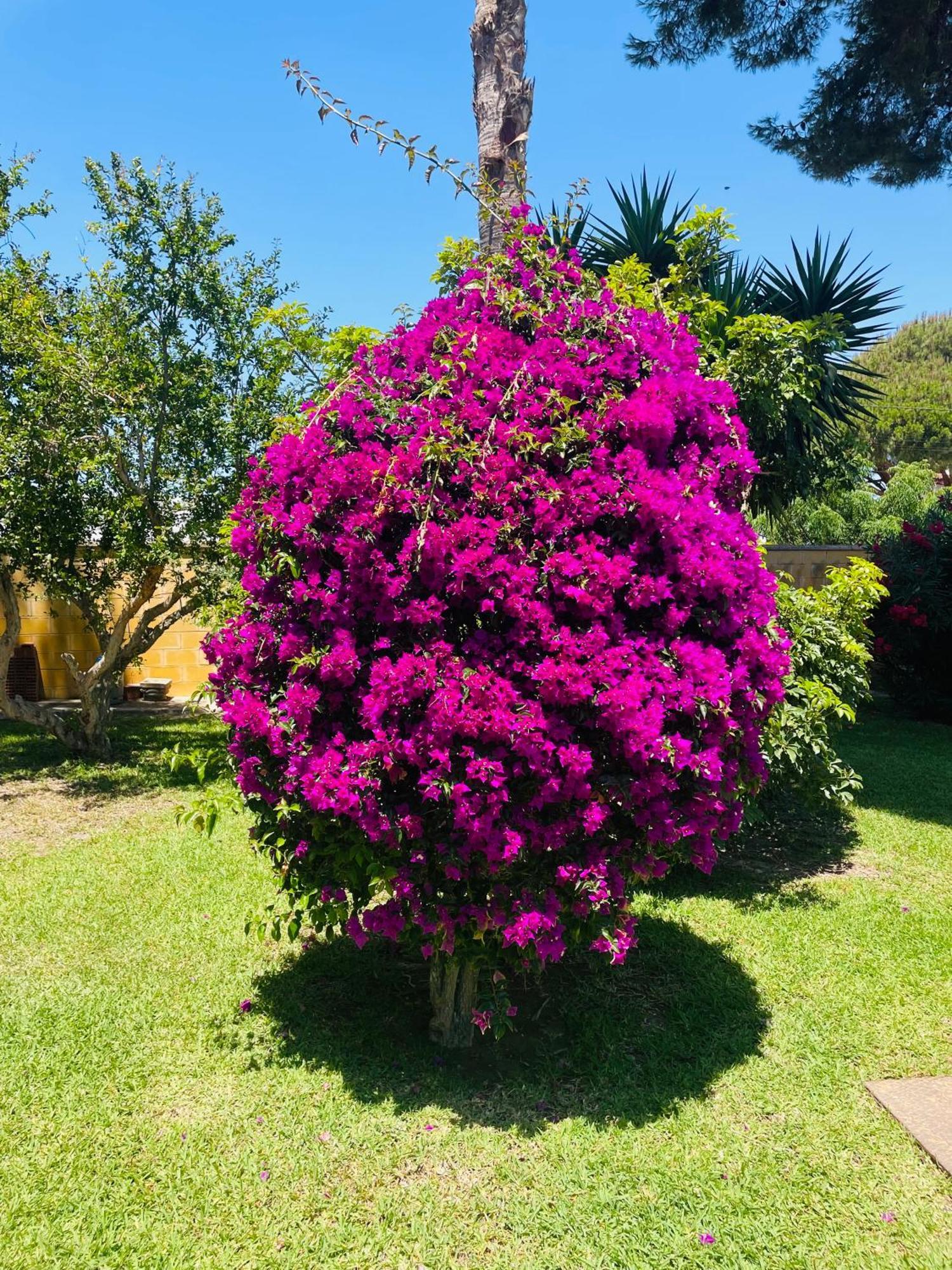 Brisa Home Chiclana de la Frontera Dış mekan fotoğraf